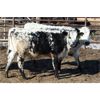 Image 5 : Glen Stronks - 810# Heifers - 110 Head (Iron Springs, AB)