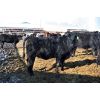 Image 6 : Glen Stronks - 810# Heifers - 110 Head (Iron Springs, AB)