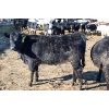 Image 7 : Glen Stronks - 810# Heifers - 110 Head (Iron Springs, AB)