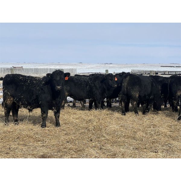 Doug & David Vollmer - 760# Steers - 80 Head (Loreburn, SK)