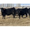 Image 4 : Doug & David Vollmer - 760# Steers - 80 Head (Loreburn, SK)