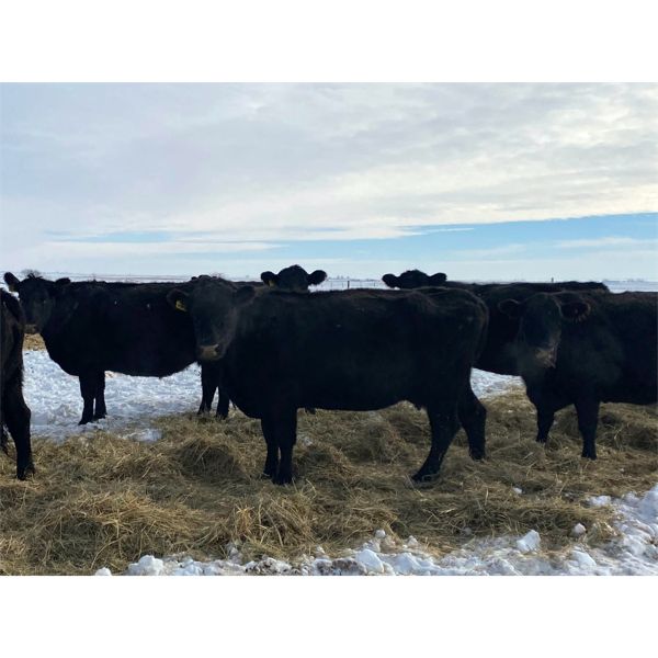 Foxwood Farms - 40 Black Angus X Bred Cows (Spondin, AB)