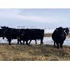 Image 2 : Foxwood Farms - 40 Black Angus X Bred Cows (Spondin, AB)