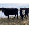 Image 3 : Foxwood Farms - 40 Black Angus X Bred Cows (Spondin, AB)
