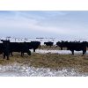 Image 4 : Foxwood Farms - 40 Black Angus X Bred Cows (Spondin, AB)
