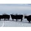 Image 5 : Foxwood Farms - 40 Black Angus X Bred Cows (Spondin, AB)