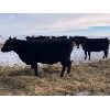 Image 6 : Foxwood Farms - 40 Black Angus X Bred Cows (Spondin, AB)