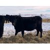 Image 7 : Foxwood Farms - 40 Black Angus X Bred Cows (Spondin, AB)