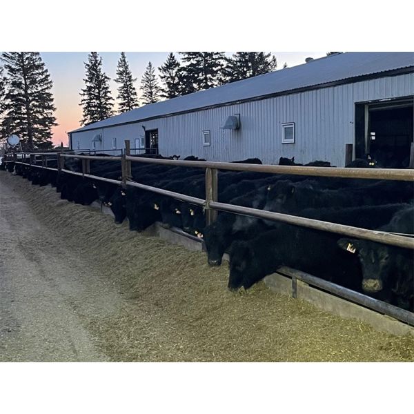Dalrymple Enterprises - 700# Heifers - 80 Head (Elie, MB)