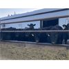 Image 3 : Dalrymple Enterprises - 700# Heifers - 80 Head (Elie, MB)