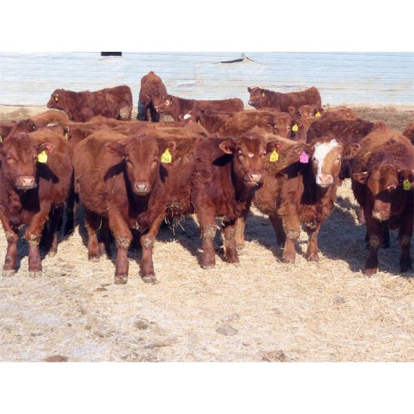 RBD Ranch - 765# Steers - 52 Head (Milestone, SK)