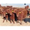 Image 2 : RBD Ranch - 765# Steers - 52 Head (Milestone, SK)