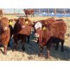 Image 4 : RBD Ranch - 765# Steers - 52 Head (Milestone, SK)