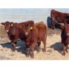 Image 5 : RBD Ranch - 765# Steers - 52 Head (Milestone, SK)