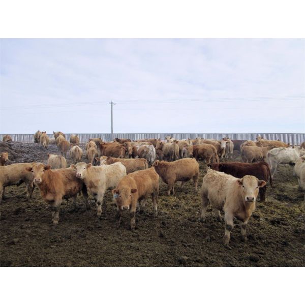 Williamson Farms - 871# Steers - 131 Head (Lomond, AB)