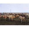 Image 1 : Williamson Farms - 871# Steers - 131 Head (Lomond, AB)