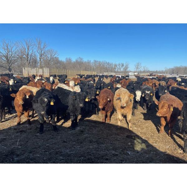 Reykdal Ranch - 700# Steers - 175 Head (Vogar, MB) VBP+