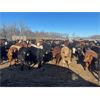 Image 1 : Reykdal Ranch - 700# Steers - 175 Head (Vogar, MB) VBP+