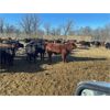 Image 2 : Reykdal Ranch - 700# Steers - 175 Head (Vogar, MB) VBP+