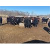 Image 6 : Reykdal Ranch - 700# Steers - 175 Head (Vogar, MB) VBP+