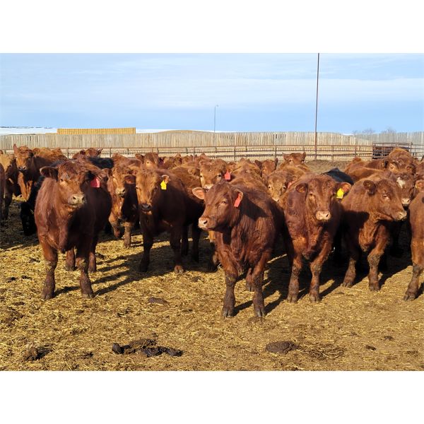 Raymond Land & Cattle - 890# Steers - 70 Head (Aneroid, SK)