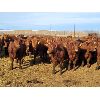 Image 1 : Raymond Land & Cattle - 890# Steers - 70 Head (Aneroid, SK)
