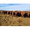 Image 6 : Raymond Land & Cattle - 890# Steers - 70 Head (Aneroid, SK)