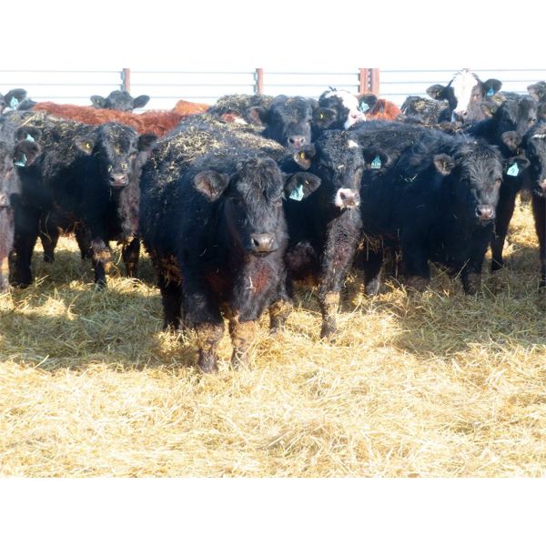 Dog River Ranch - 740# Steers - 80 Head (Corning, SK)