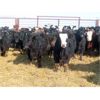 Image 2 : Dog River Ranch - 740# Steers - 80 Head (Corning, SK)