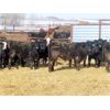 Image 3 : Dog River Ranch - 740# Steers - 80 Head (Corning, SK)