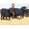 Image 4 : Dog River Ranch - 740# Steers - 80 Head (Corning, SK)