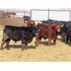 Image 5 : Dog River Ranch - 740# Steers - 80 Head (Corning, SK)