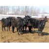 Image 6 : Dog River Ranch - 740# Steers - 80 Head (Corning, SK)