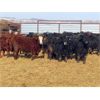 Image 7 : Dog River Ranch - 740# Steers - 80 Head (Corning, SK)