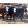Image 8 : Dog River Ranch - 740# Steers - 80 Head (Corning, SK)
