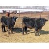 Image 9 : Dog River Ranch - 740# Steers - 80 Head (Corning, SK)