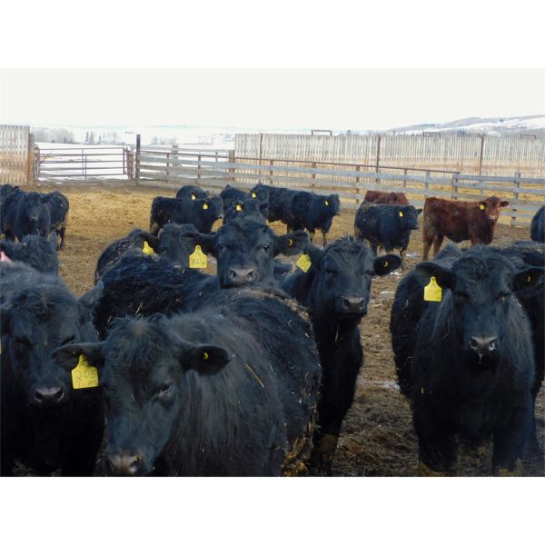 Kientz Bros. Ranching - 925# Steers - 167 Head (High River, AB)
