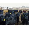 Image 1 : Kientz Bros. Ranching - 925# Steers - 167 Head (High River, AB)