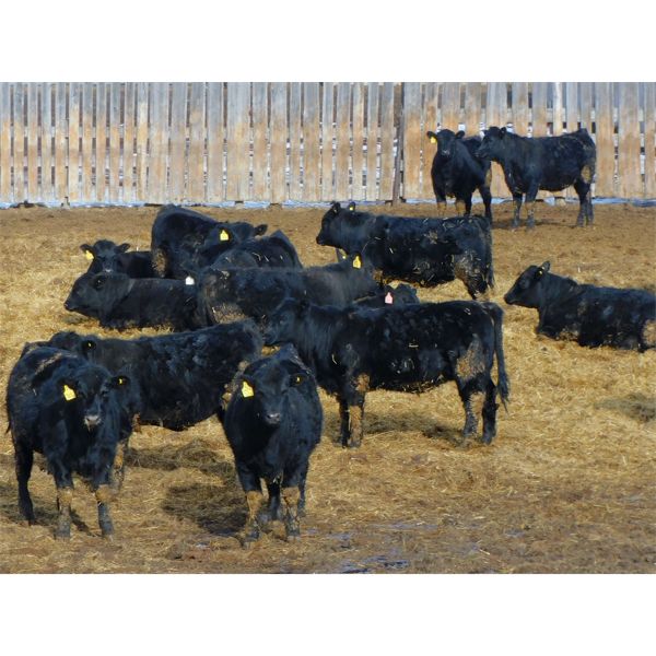 Kientz Bros. Ranching - 825# Heifers - 70 Head (High River, AB)