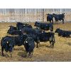 Image 1 : Kientz Bros. Ranching - 825# Heifers - 70 Head (High River, AB)