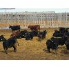 Image 3 : Kientz Bros. Ranching - 825# Heifers - 70 Head (High River, AB)