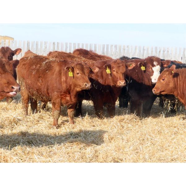 Hebert Livestock Ventures - 670# Steers - 90 Head (Wawota, SK) VBP+