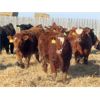 Image 2 : Hebert Livestock Ventures - 670# Steers - 90 Head (Wawota, SK) VBP+