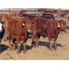 Image 3 : Hebert Livestock Ventures - 670# Steers - 90 Head (Wawota, SK) VBP+