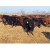Image 5 : Hebert Livestock Ventures - 670# Steers - 90 Head (Wawota, SK) VBP+