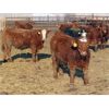 Image 6 : Hebert Livestock Ventures - 670# Steers - 90 Head (Wawota, SK) VBP+