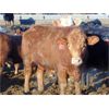Image 10 : Coro View Farms - 960# Steers - 153 Head (Scandia, AB)