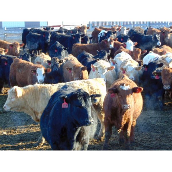 Coro View Farms - 960# Steers - 153 Head (Scandia, AB)