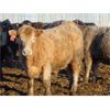 Image 2 : Coro View Farms - 960# Steers - 153 Head (Scandia, AB)