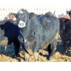 Image 4 : Coro View Farms - 960# Steers - 153 Head (Scandia, AB)